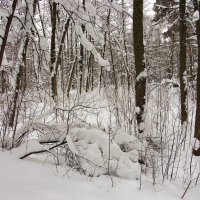 Снежная пора :: Андрей Снегерёв