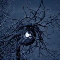 Луна запуталась в заснеженных ветках... :: Галина Ильясова