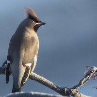 Свиристель :: Ольга Прикуль