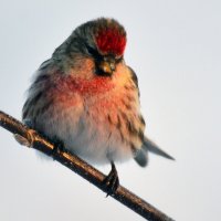 красавчик :: леонид логинов