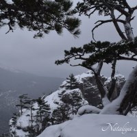 Природа Крыма :: Amazing Cosmea