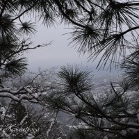 Природа Крыма :: Amazing Cosmea Природа Крыма :: Amazing Cosmea