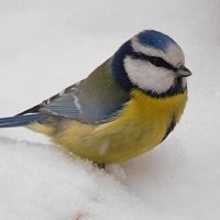 Лазоревка :: Лина 