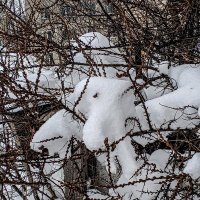 Снежные лапы :: Юлия Денискина