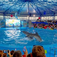 Адлер. Сочи Парк... шоу дельфинов... :: Нина Бутко