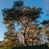 Golden hour :: Alena Kramarenko