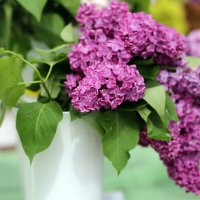 Дождемся сирени :: ZNatasha -