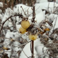 ***снежноягодник*** :: Olga Oskolkova