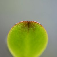 Рождение гармонии :: анатолий Рождение гармонии :: анатолий