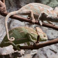 Хамелеоны :: <<< Наташа >>> Хамелеоны :: <<< Наташа >>>