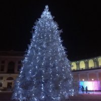 Ёлка :: Сапсан 