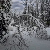 Зимняя тайга :: Aleksey Afonin