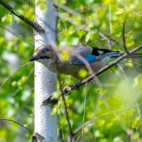 Сойка :: Владимир Лазарев