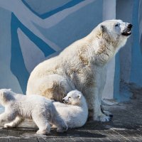 Белый :: SanSan 