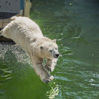 Белый :: SanSan 