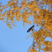 октябрь :: Елена Шаламова