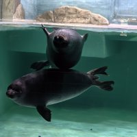 Байкальские нерпы :: <<< Наташа >>>