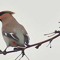 Виртуоз :: Любовь Сахарова