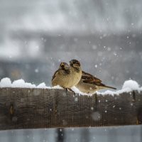 Воробьи во время снегопада. :: Павел Крутенко