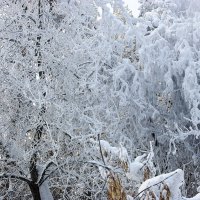 Иней на деревьях :: Галина Нестратова