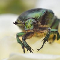 Портрет :: Надежда Куркина 