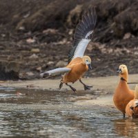 огарь в полете. :: юрий макаров