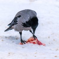 «... Кровавую пищу клюёт под окном» :: Анатолий. Chesnavik.