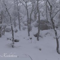 Природа Крыма :: Amazing Cosmea