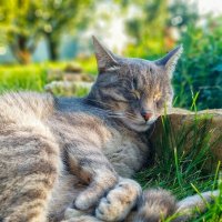 Милота :: Оксана Н.