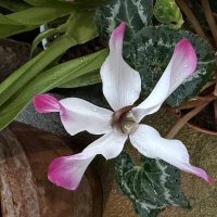 Цикламены :: Pippa 