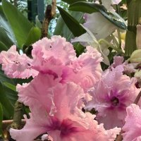 Цикламены :: Pippa 