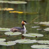 Каролинская поганка :: СЕРГЕЙ ФИЛОЧКИН