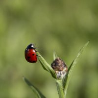 *** :: Александр. AVG100 ---