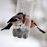 Покормите птиц! :: ирина 