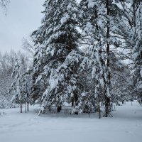 Зимний лес :: Александр Синдерёв