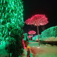 волшебные деревья :: Ольга Косачова