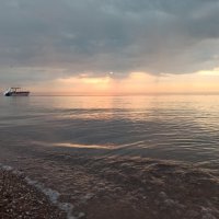 Азовская чайка :: Виктория Журавлева