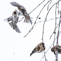 Схватка за еду. :: Владимир Безбородов