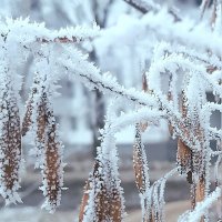 Иней перед снегопадом ну и ДР у меня... :) :: Ирина Via