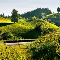 summer :: Elena Wymann