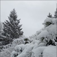 Мороз снежком укутывал! :: Надежда 