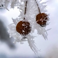 Иней ,Колючий, словно ёж. :: Римма Волченко