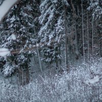 Зимний лес :: fogmeadowww m Зимний лес :: fogmeadowww m