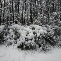 Сезон нецветной фотографии продолжается :: Андрей Лукьянов