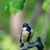 Синичка :: Владимир Лазарев