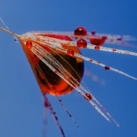 *** :: Виктор Иванович Чернюк