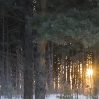 Рассвет в зимнем лесу :: Владимир Кириченко