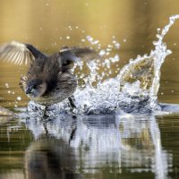 Бегущая  Малая поганка. :: Alexander Amromin