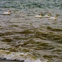 Лебеди :: Анатолий Чикчирный