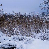 В окрестностях Калининграда :: Рита Симонова